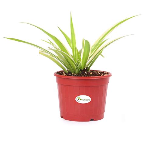 Spider Plant, Chlorophytum comosum – Going Greens