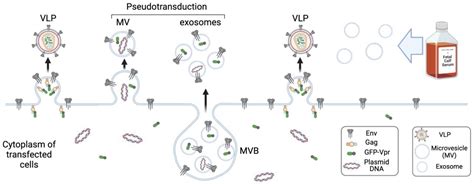 Packaging and Uncoating of CRISPR/Cas Ribonucleoproteins for Efficient ...