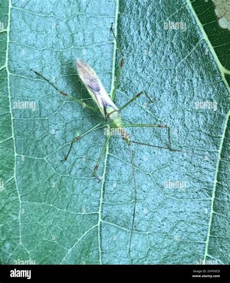 Pale Green Assassin Bug (Zelus luridus Stock Photo - Alamy