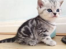 kitten for sale stunning bsh spotty tabby kittens for sale swindon kitten for sale stunning bsh spotty tabby kittens for sale swindon