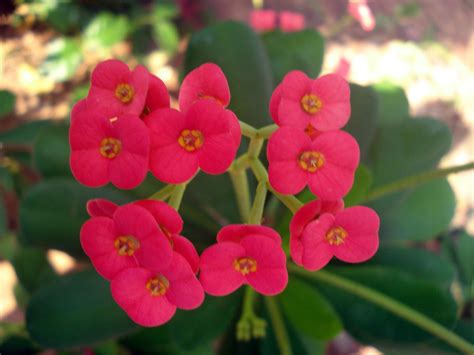 19 Flowers That Start With E (List of Flower Names E)
