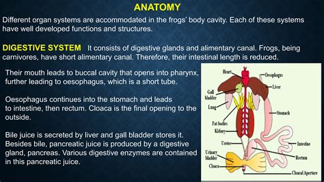 FROG - structural organization of animal | PDF