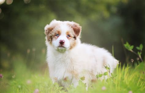 #826235 4K, 5K, Australian, Dogs, Puppy, Shepherd, Cute - Rare Gallery ...