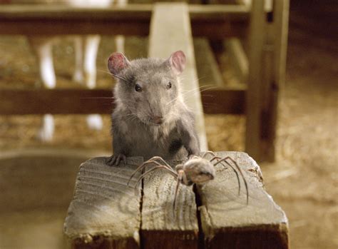 Rat In Charlotte's Web