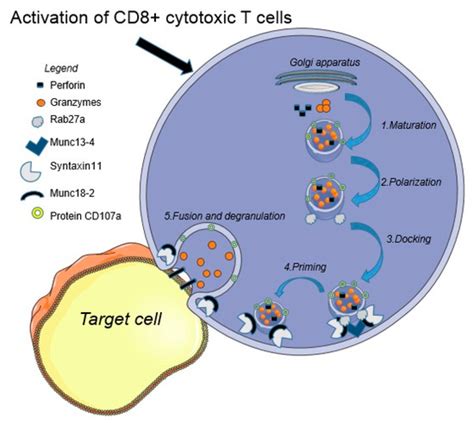 Mechanistic Insights in Hemophagocytic Lymphohistiocytosis: Subsequent ...