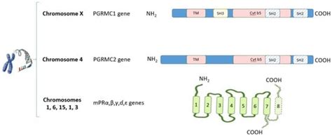 IJMS | Special Issue : Molecular Mechanism and Function of Progesterone ...