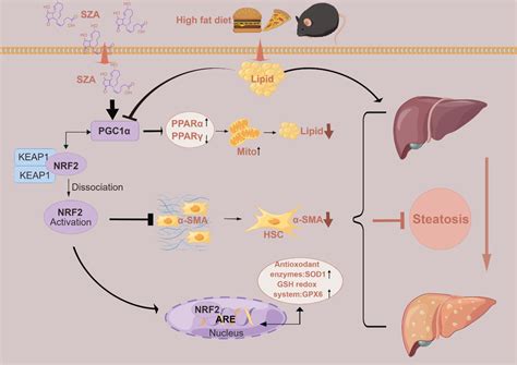 Mulberry Twig Alkaloids Improved the Progression of Metabolic ...