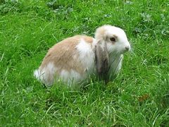 Image result for Springing Bunnies