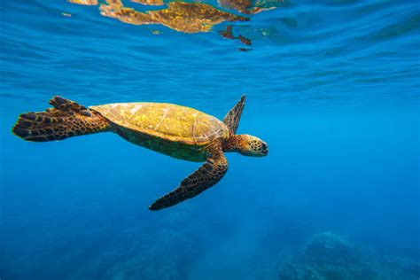 Image result for Turtle Programming Tutorial