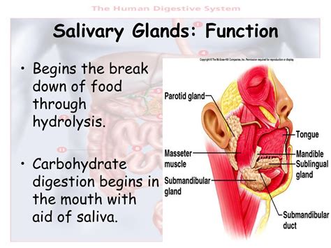 PPT - The Digestive System PowerPoint Presentation, free download - ID:9222626