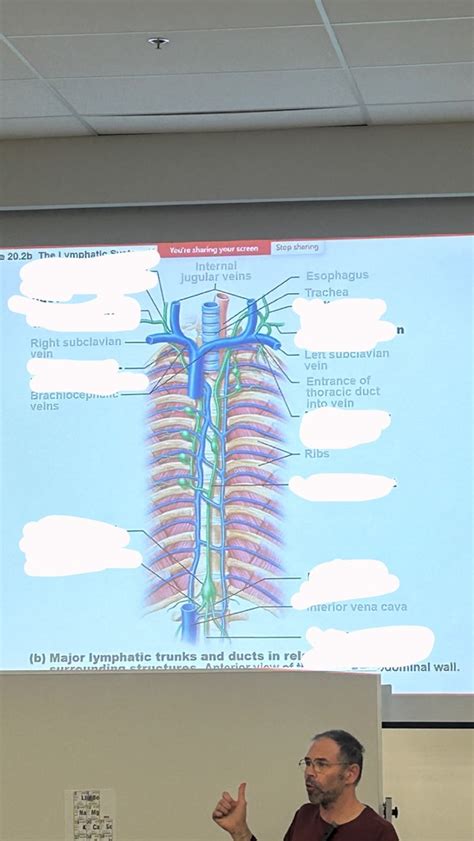 Image result for Lymph trunk Lymphatic System