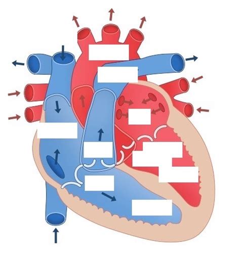 Heart Structure Tutorial 的图像结果