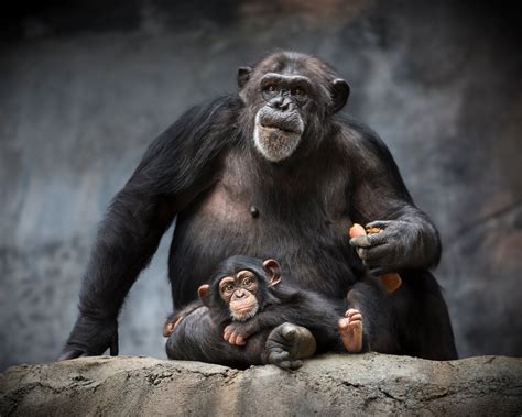 Pics Chimp Named Oliver