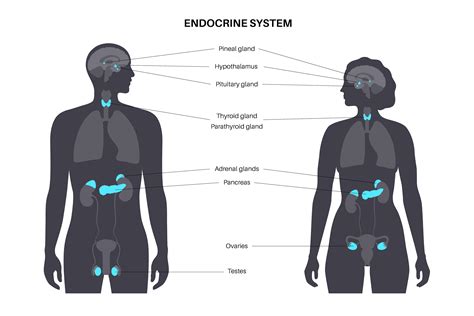 Understanding Disorders of the Endocrine System | University of Utah Health