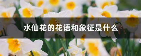 水仙花的花语 - 花百科