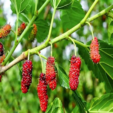 Buy Mulberry Shahtoot Live Fruit Plant | Sweet Black Fruit Variety ...