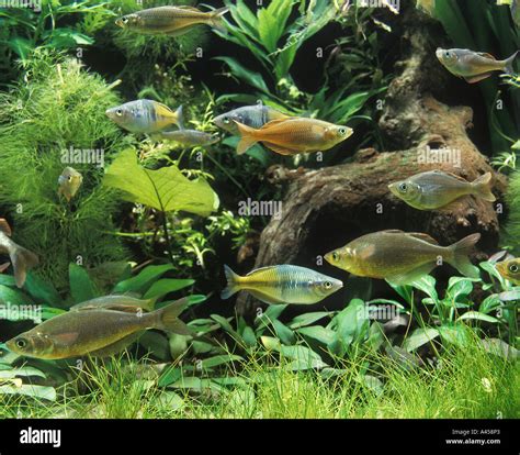 Brackish water fish hi-res stock photography and images - Alamy
