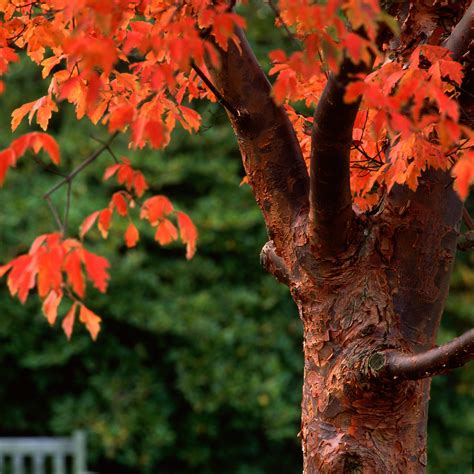 Liquidambar styraciflua 'Worplesdon' Tree | Hillier Trees