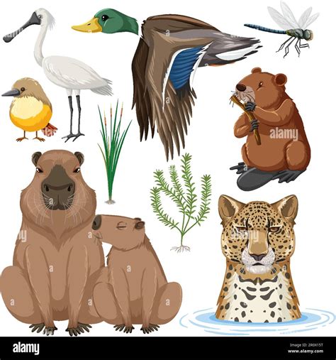 Wetland Animals Names