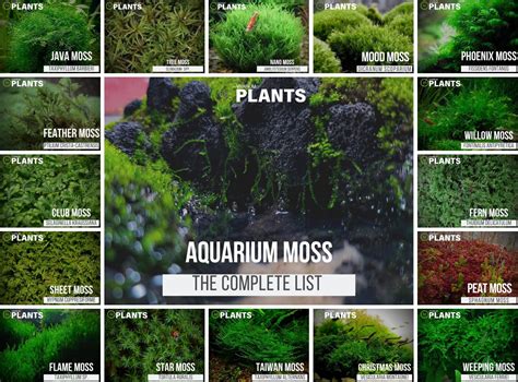 Types Of Mosses