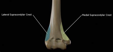Medial and Lateral Supracondylar Ridges of the Humerus - Anatomy Note