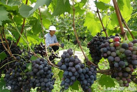 缅甸的葡萄种植业 - 缅华网