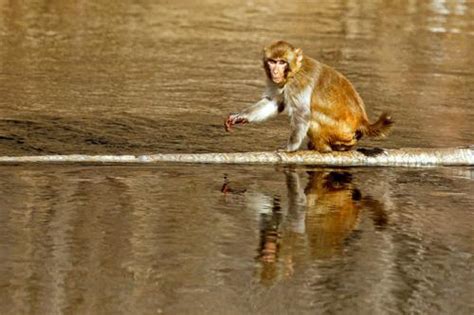 日本猴子排队走钢丝过河 网友：有组织有纪律的猴子军团！_中国网