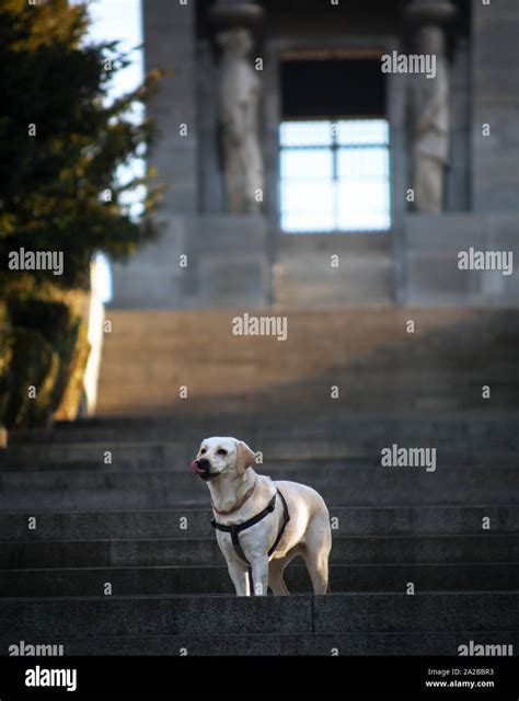 Image result for Adult Labrador