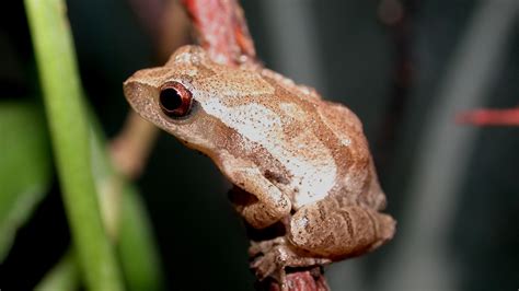 Image result for Animal Spring Peeper