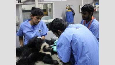 Orphan baby bear completes one year at rehabilitation centre | Agra ...