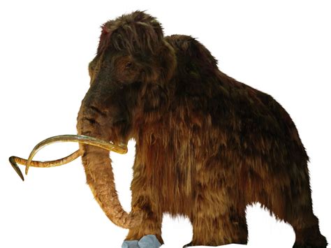 Woolly mammoths became extinct because of climate change – not hunting | The Independent | The ...