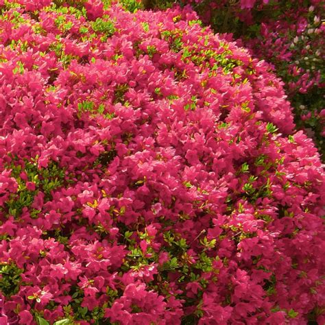 Hino-Crimson Azalea | PlantAddicts.com
