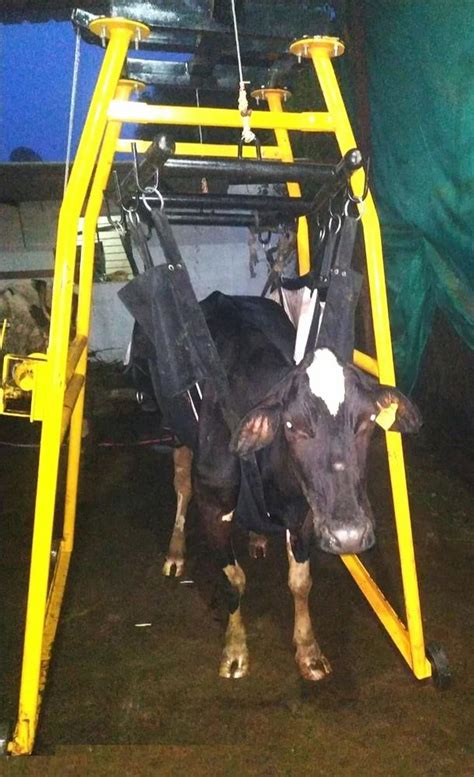 Dairy Equipments - Cow Lifting Machine Trader - Wholesaler ...