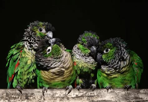 Image result for Conure Parrot Types