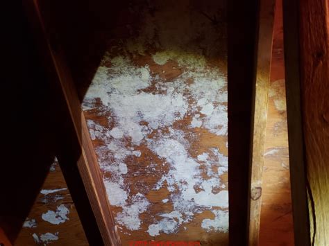 Mold In Attic