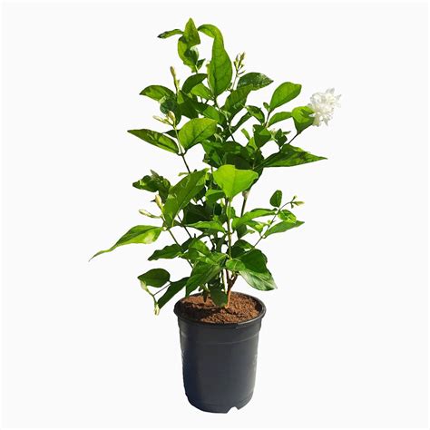 Jasmine Plant Indoor Or Outdoor at Bruce Lohr blog