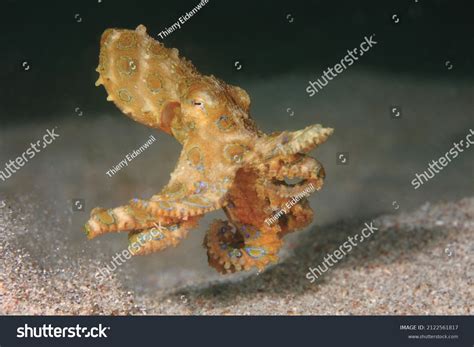 Image result for Blue-Ringed Octopus Facts