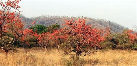 Flora in Pench National Park, Pench Flora