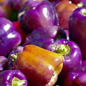 VibeX ® XLR-496 Purple Capsicum Seeds Seed Price in India - Buy VibeX ...