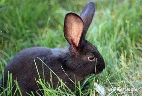 兔的意思-兔字五行属什么-兔字取名的寓意 - 起名网