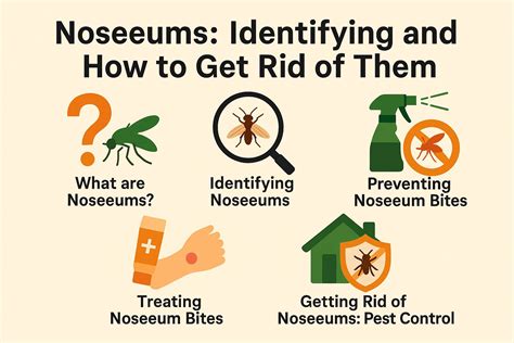Noseeums: Identifying and How to Get Rid of Them | Pest Extinct