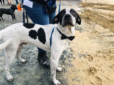 Faithful Friends breaks ground on new, bigger facility | Delaware ...