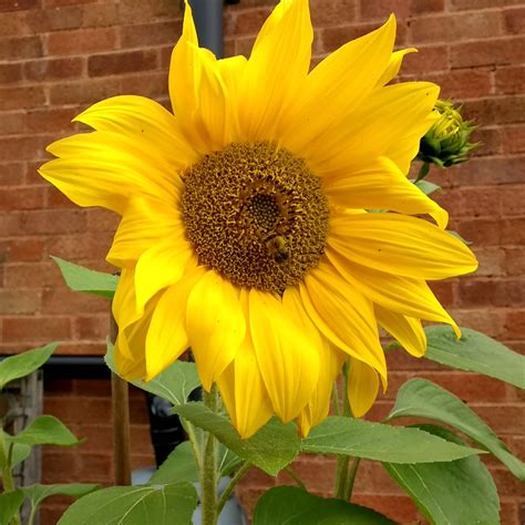 Image result for Apple Tree Farm