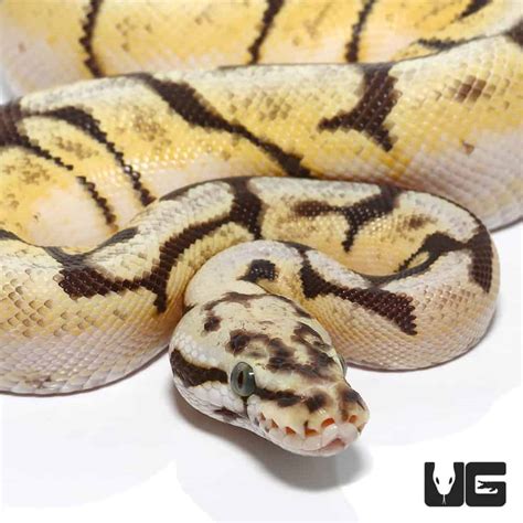 Image result for Spider Ball Python Baby