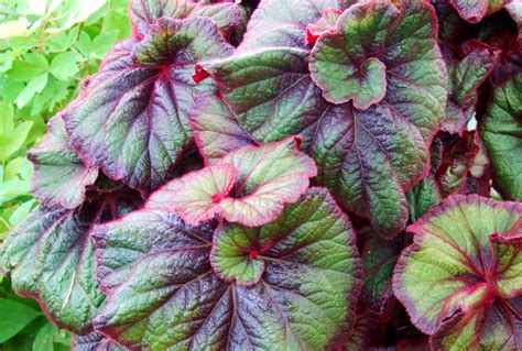 Rex Begonia Care Tips for Beautiful Plants