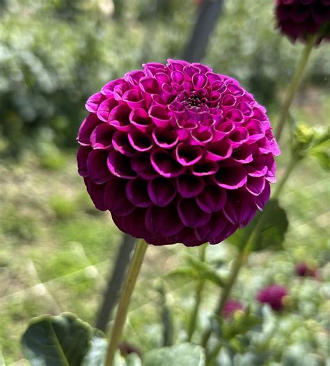 Warraview Dee Dee — Warraview Dahlias