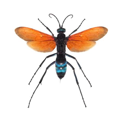 Tarantula Hawk Monday's Macro: Tarantula Hawk Wasp – Nature On The