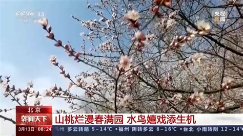 春天里的中国丨春光正好 生机萌动_山桃_北京_公园