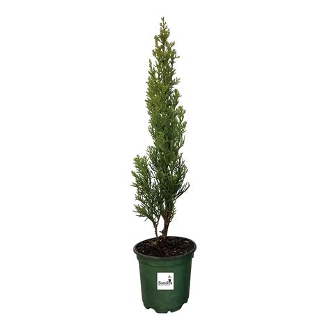 Buy Sandys Nursery Online Cypress Italian Cupressus sempervirens ...