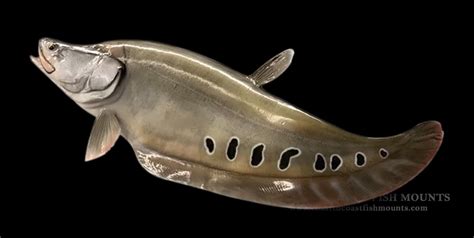 A Clown Knife Fish at Michael Birdwood blog